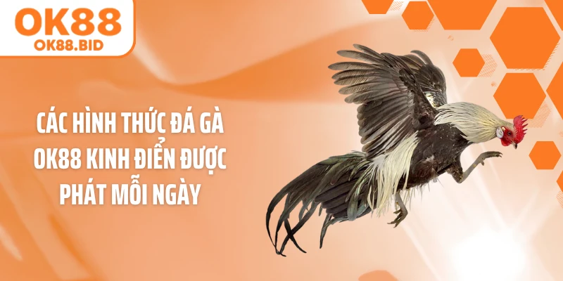Các hình thức đá gà OK88 kinh điển được phát mỗi ngày