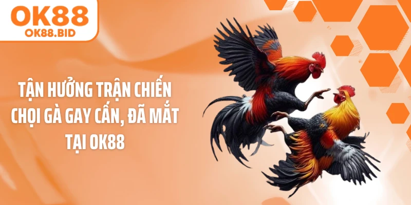 Tận hưởng trận chiến chọi gà gay cấn, đã mắt tại OK88